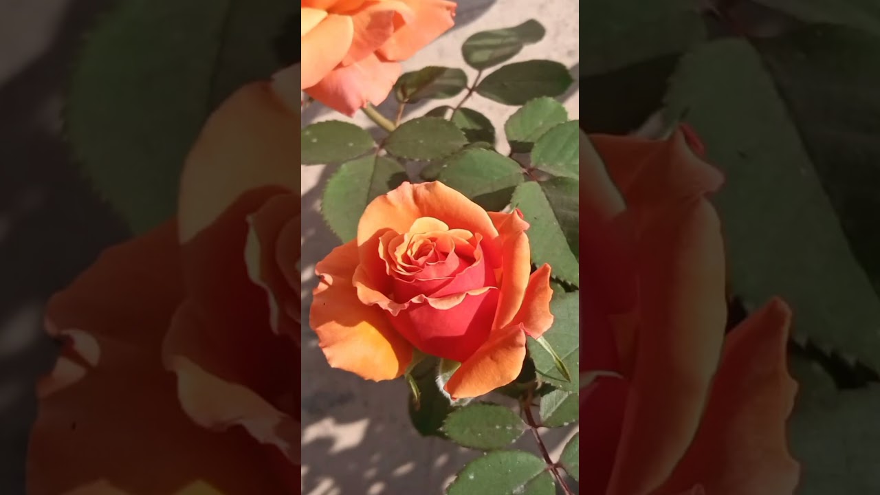 Rose flower plant 🌹🌹✨