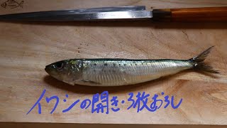 イワシ開き・3枚おろし【Cutting sardine open and into 3 pieces】