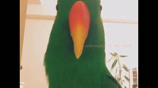 Compilation Of Talking Eclectus | Best Talking Eclectus Ever | Must Watch Talking Parrot Video
