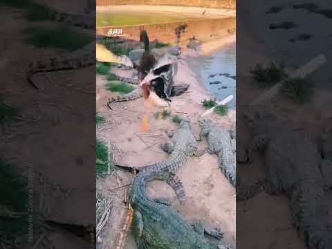 البطة بذكائها تهرب من التمساح مفترس