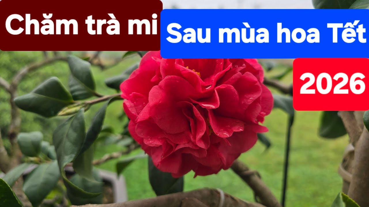 Chăm trà mi sau mùa hoa tết 2026