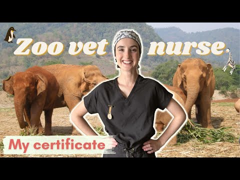 How to become a zoo vet nurse // wild animal veterinary