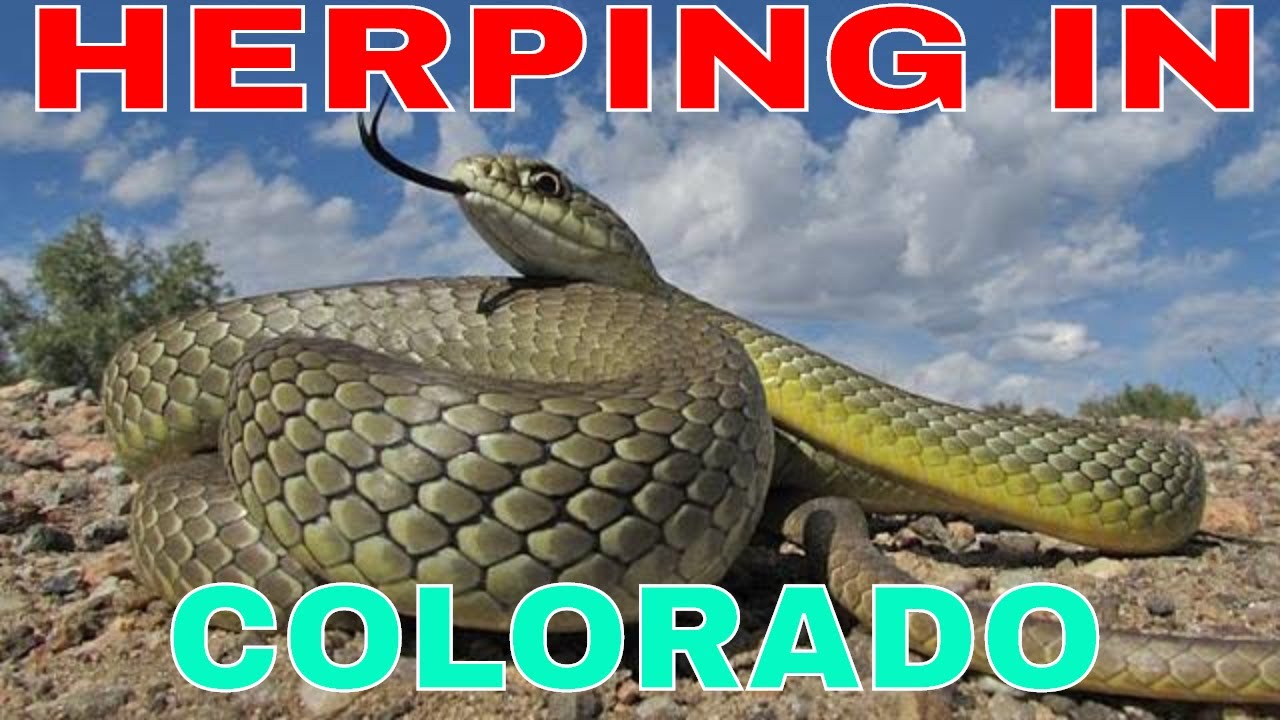 adventure academy Herping in Colorado - Snakes