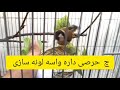 مستی سهره ماده به این میگنسهره mp3