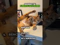 Ranking The Best ORANGE CAT Moments 🤣
