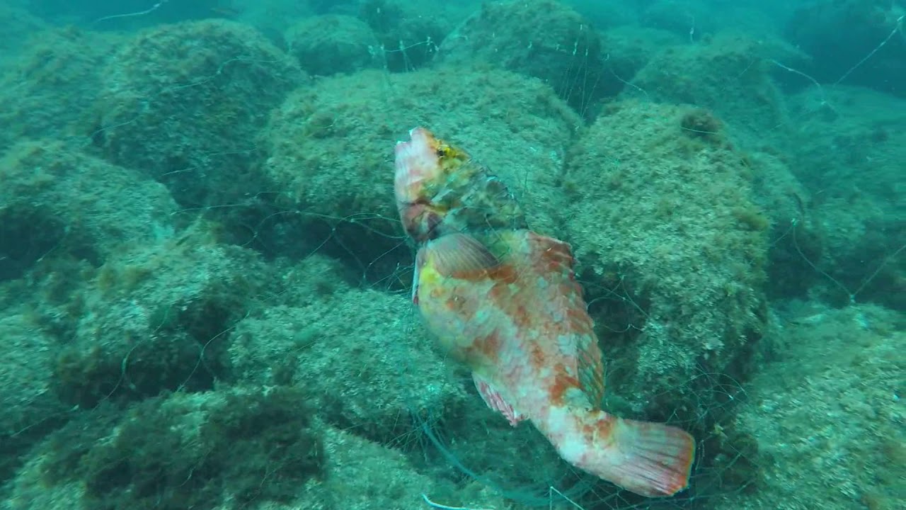 Fishing nets with very small fish and very close to the shore, and it's