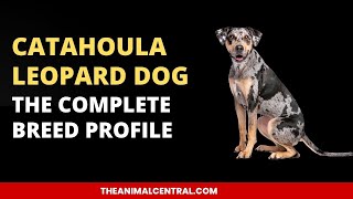 Catahoula Leopard Dog :The Complete Breed Profile #catahoula #dogbreeds  #dogs