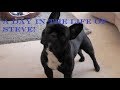 A Day In The Life Of Steve The French Bulldog!!