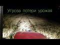 Угроза потери урожая пшениц