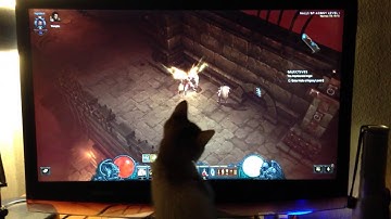 Diablo 3 kitten