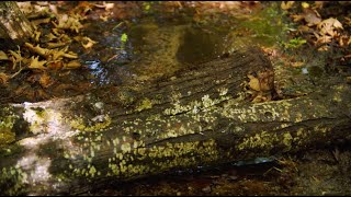 The Five Fungal Needs: 1. Good Water | The Fungi Regeneration Lab
