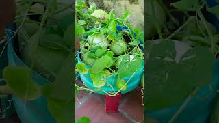 Amazing Idea, How to Grow Honeydew Melon at Home Easy for Beginners