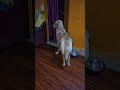 Enamo YosikuranЁЯе ЁЯЩДЁЯШВЁЯдг Simba Goldenretriever Enamo YosikuranЁЯе ЁЯЩДЁЯШВЁЯдг Simba Goldenretriever