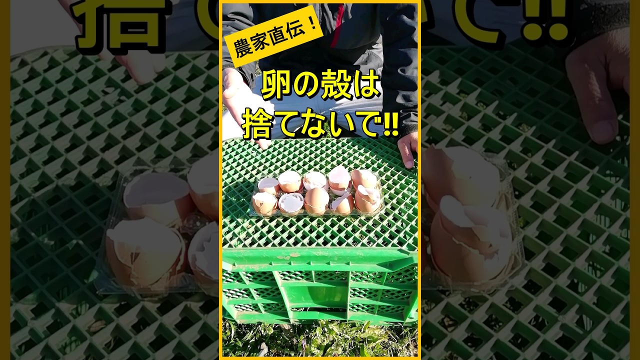 捨てたらもったいない！ タマゴの殻の意外な有効活用法に「なるほど