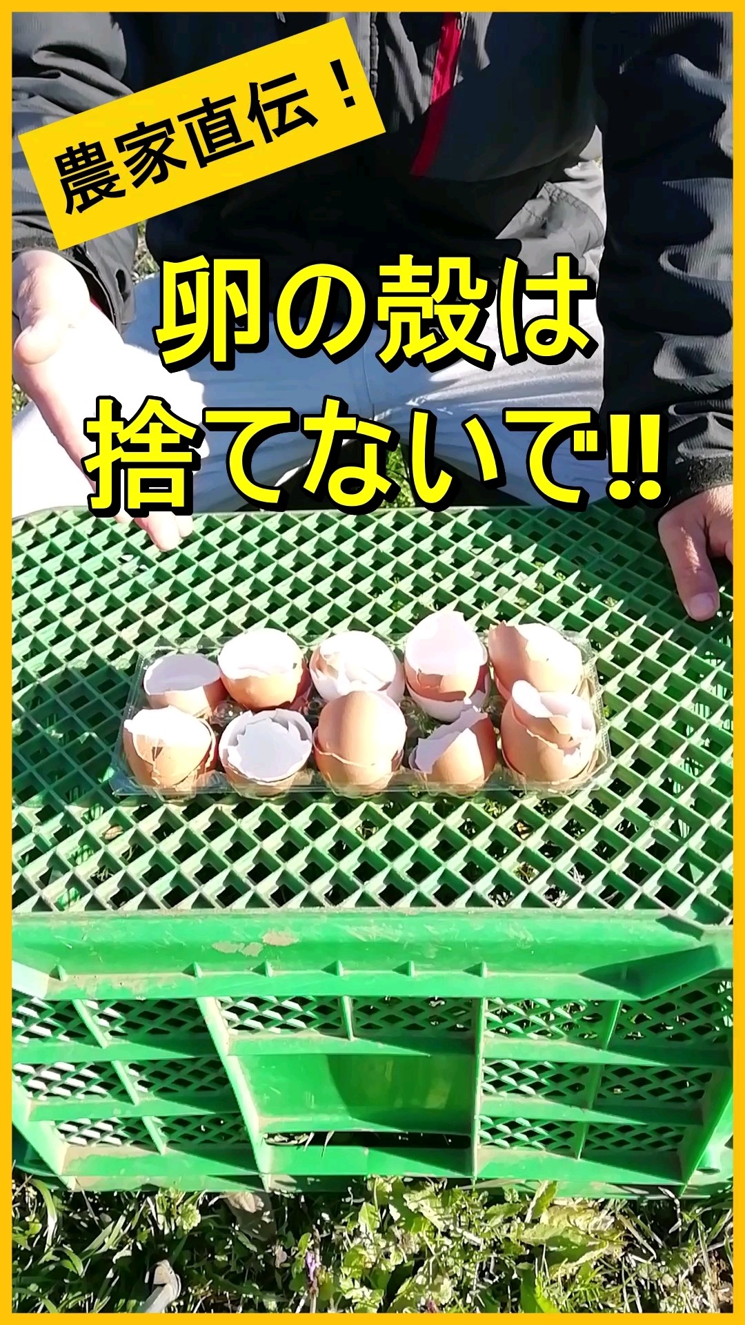 Don't throw away eggshells! Use them effectively in your fields