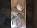 Bathroom Decoration Safely And Mosquito Nets Shorts 