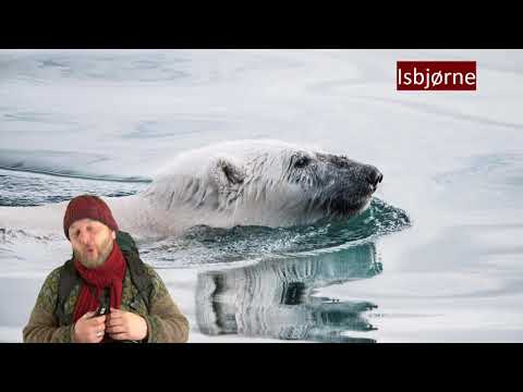 Video: Hvad Er Et Isbjerg