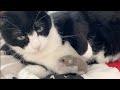 猫の毛を🐈‍⬛必死に毛繕いするハムスターと🐭✨動じない猫🐈‍⬛【74】