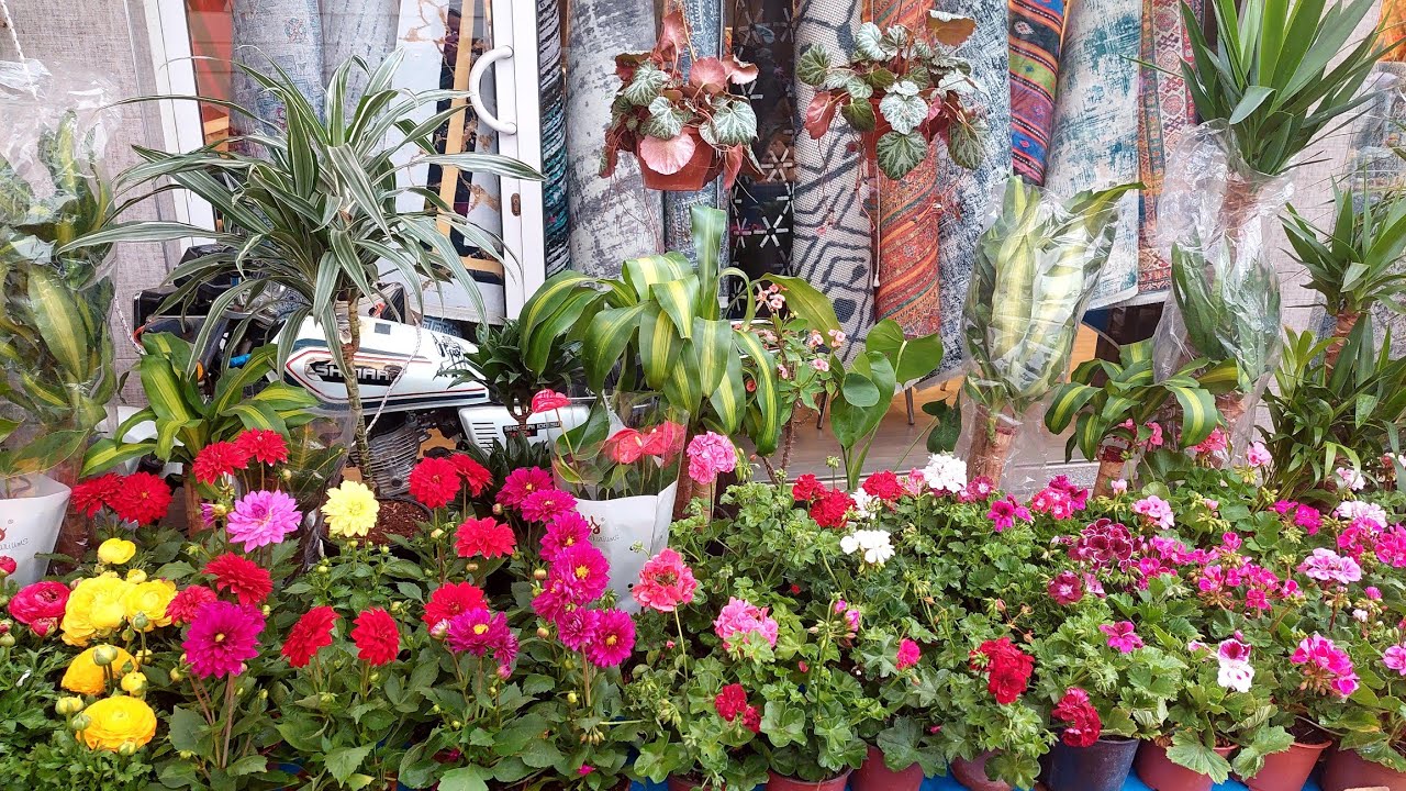 Pazar Tezgahında Muhteşem Çiçekler, Yılbaşı ,Begonya,Sardunya, Gelin Teli