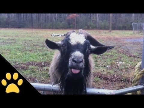 Video: Hæve geder: Avl og sjov