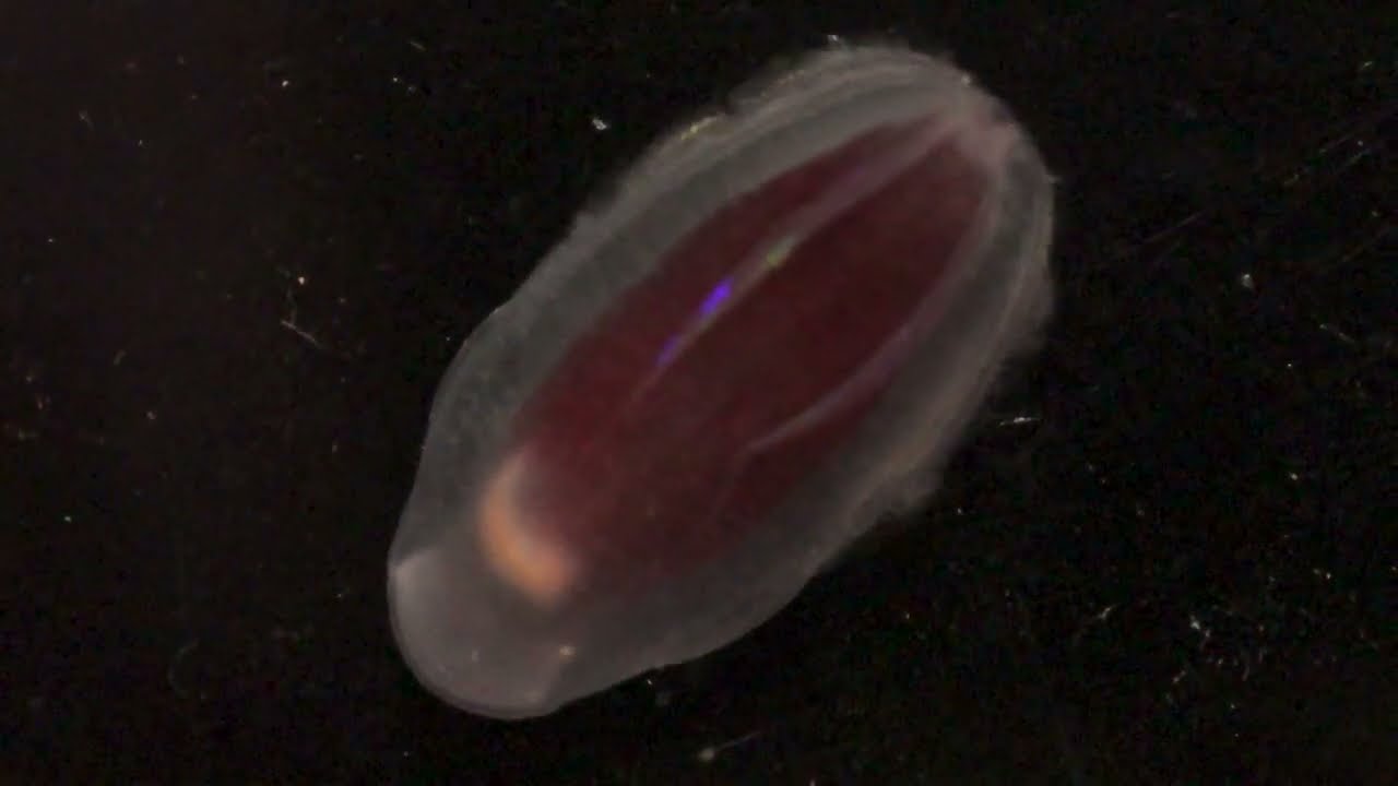 Slow motion 120p of abyssal ctenophore Beroe abyssicola cilia beating metachronal waves