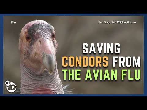 Video: California condor: paglalarawan ng tirahan at species