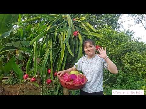Video Ra vườn thu hoạch trái thanh long chín mọng,bưởi đào... - youtube