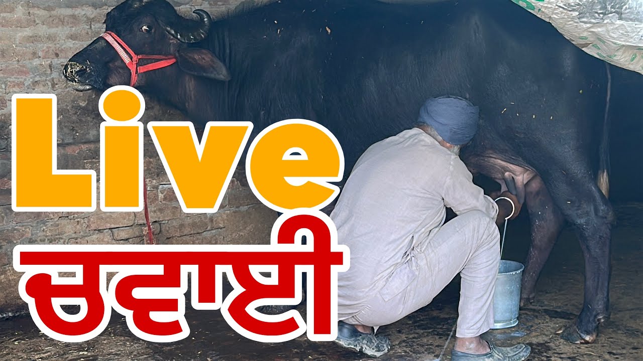 ਬਾਪੂ ਨੇ ਲਗਾਈ ਸ਼ਰਤਾਂ ਜੇ ਦੁੱਧ ਘੱਟ ਦਵੇ ਘਰੇ ਬੰਨ ਜਾਉ ਸੱਜਰ ਝੋਟੀ ਸਿਰਫ 95000 ਦੀ 