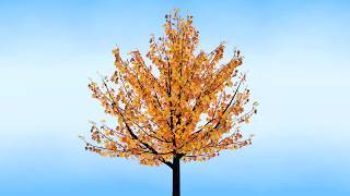 Gold Maple Tree 360 Wealth