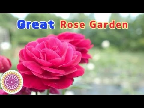 Video: Japanese Kerria Care - Paano Magtanim ng Kerria Japanese Rose Plant