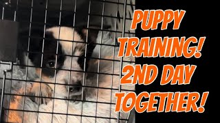 Australian cattle dog, puppy training!