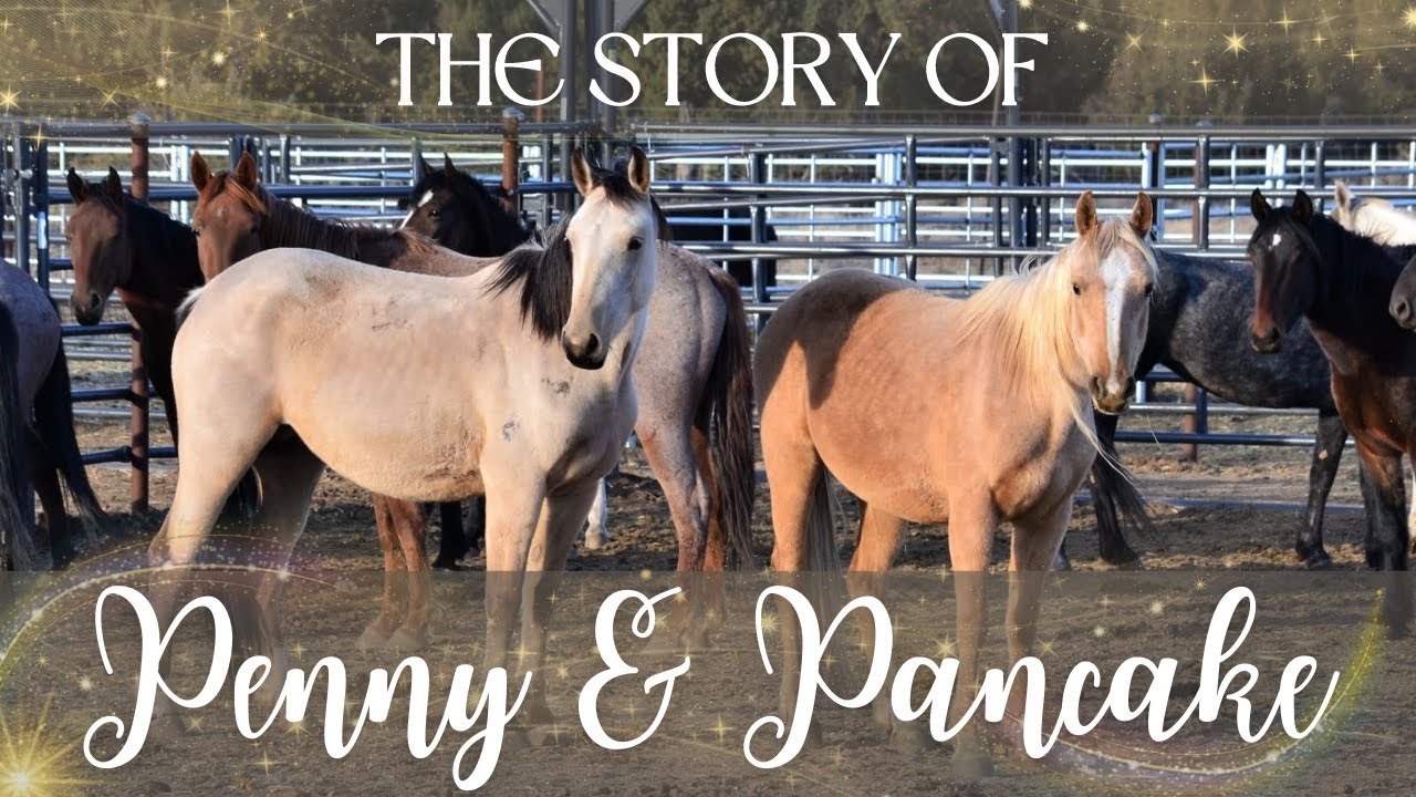 The Adoption Story of Penny and Pancake || Two Bonded Devil's Garden Wild Mustangs