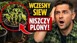 🛑 ZATRZYMAJ SIĘ! Dlaczego wczesny wysiew pomidorów NISZCZY Twój plon? (Prawda, o której milczą ogr