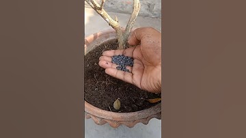 How To Apply Fertilizer to Your Plants in Pot.#shorts