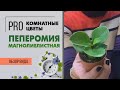 Комнатное растение без хлопот - Пеперомия магнолиелистная. Обзор сорта.