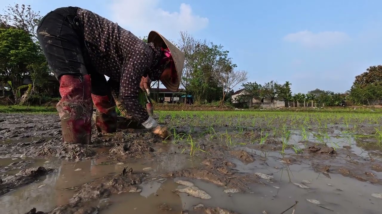 Mẹo để trẻ không sợ bùn khi đi cấy lúa