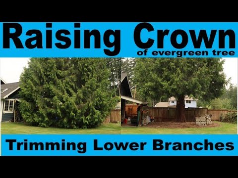 How To Trim Bottom Limbs Of Cedar Trees