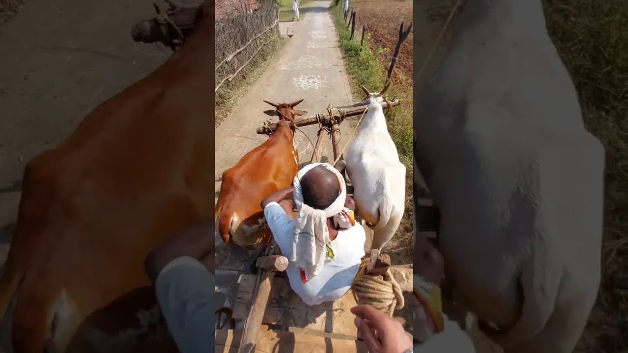 kukru khamla betul mp || short || 