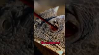 Lizard Shooting Blood From Eyes   shorts