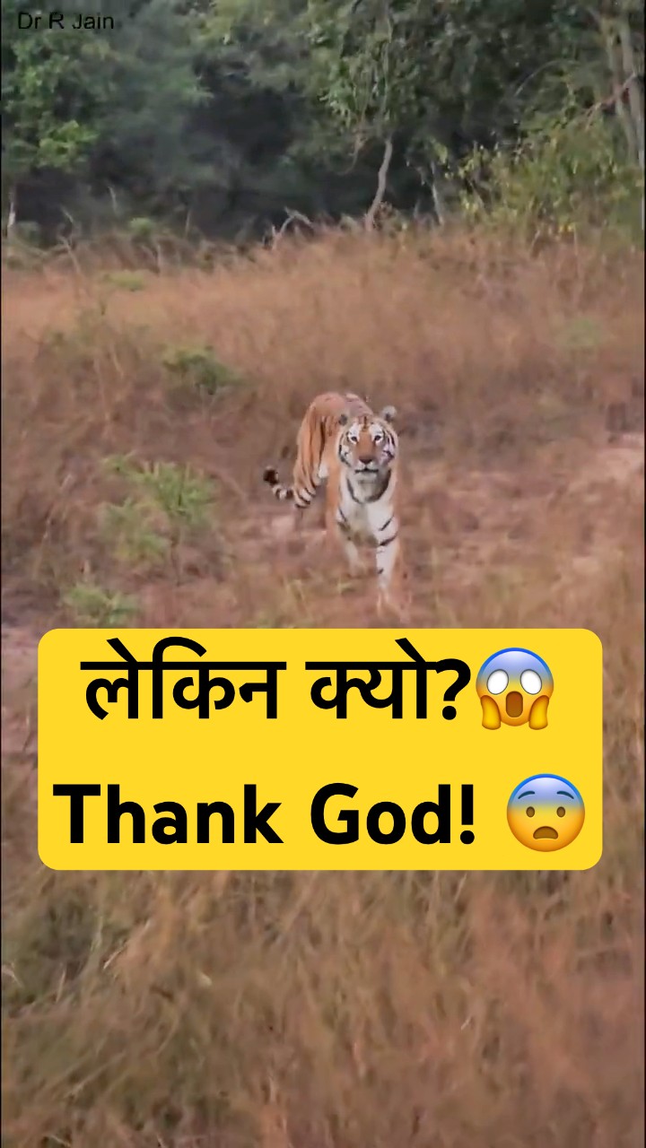 Tiger ने देखा और … Then Started Walking Towards Our Jeep 😳🐅 | Jungle Safari Scary Moment #wildlife