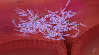 The Gut Microbiome and C. difficile