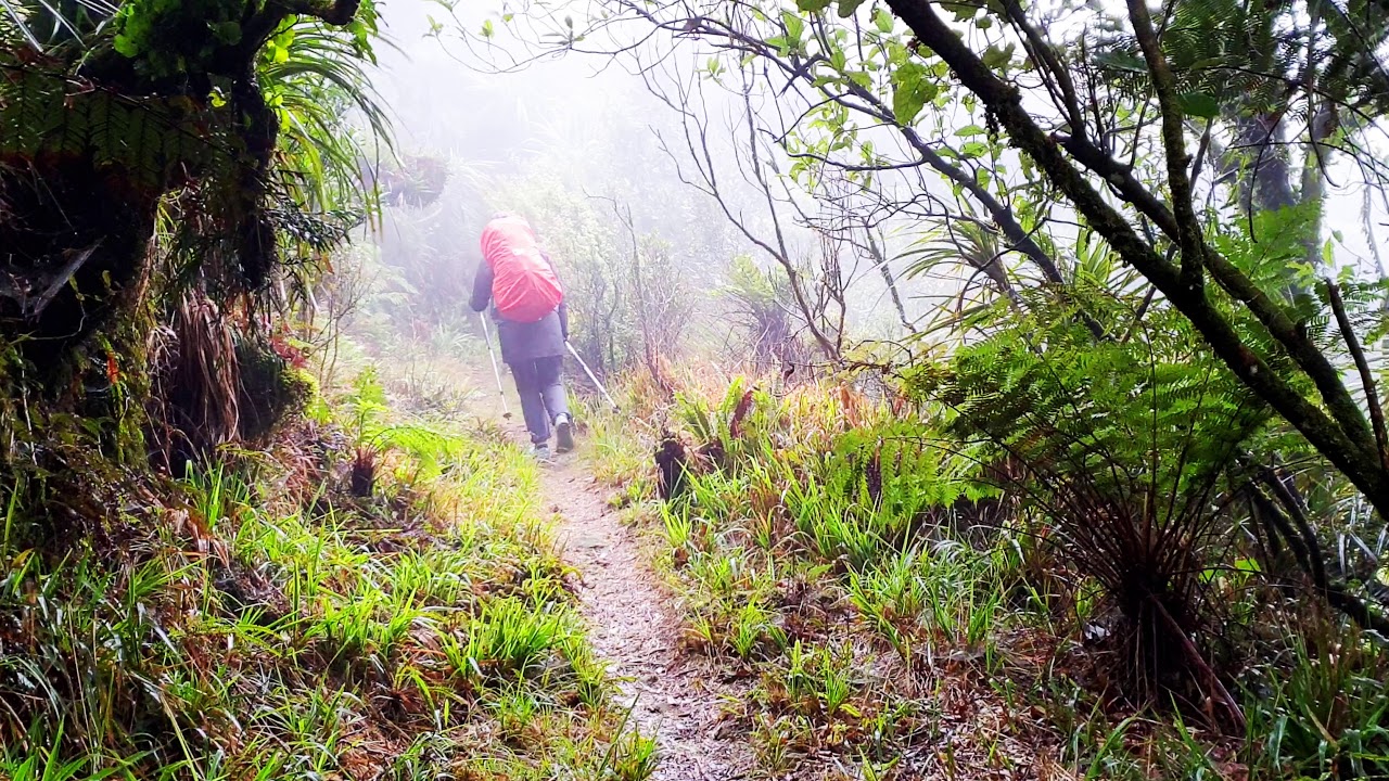 Hiking in Kaimai Range Tuahu to Motutapere Hut YouTube