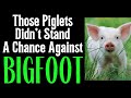 Those Piglets Didn&#39;t Stand A Chance Against Bigfoot! - Plus - Several Weird Happenings!