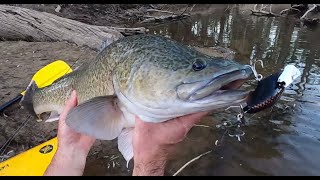 Murray Cod Surface session - they were on