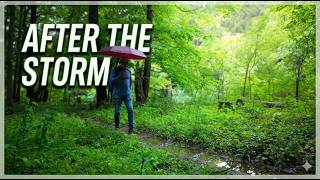 Hiking Alone in the Deepest, Most Silent Forest AFTER THE STORM