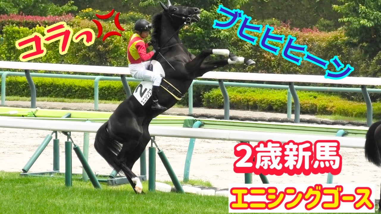 返し馬で（おてぃんも）暴れて石橋騎手に叱られ、大音量でいななきながら帰ってくるエニシングゴース