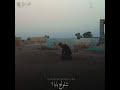 بكاء علي عذاب على قبر الطفلة فرح يافرح وين امنياتج احمد الساعدي 