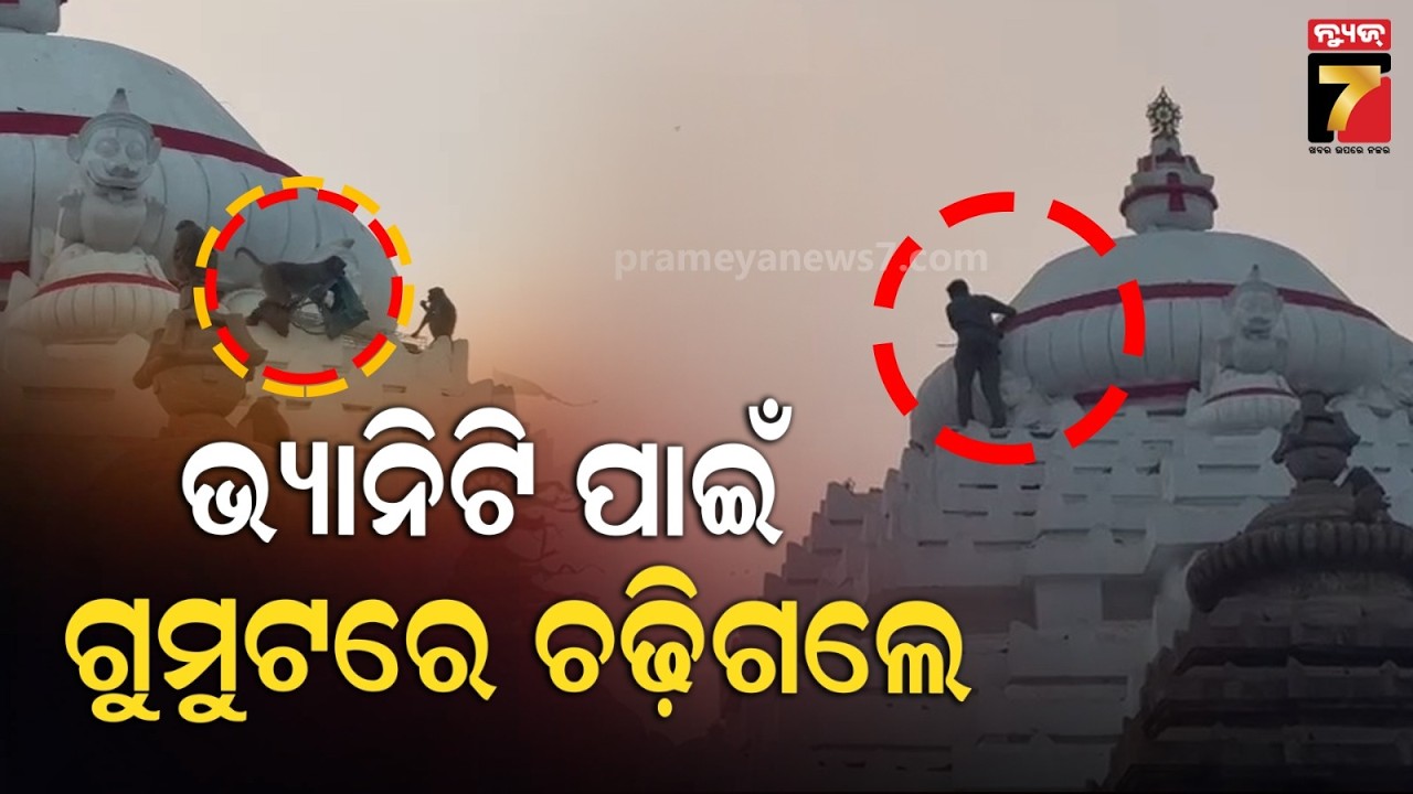 ଭ୍ୟାନିଟି ବ୍ୟାଗ୍ ନେଇଗଲା ମାଙ୍କଡ଼ | Monkey Snatches Devotee’s Bag At Puri Jagannath Temple....