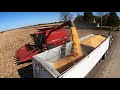 Harvest Chasing - Case IH Axial-Flow 2577 Combine - Only Go On Field When Invited - Harvest 2020