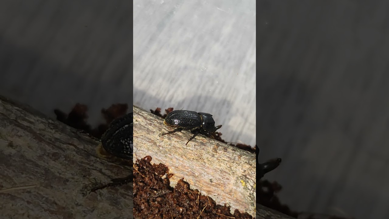 Рогач однорогий Sinodendron cylindricum 